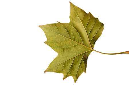 A single dried autumn leaf with a mix of green and yellow tones, placed on a clean white background....