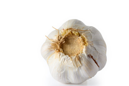 Garlic head root side view isolated on a white background. Detailed view of the root system and...