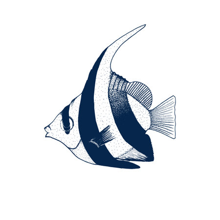 The pennant coralfish. Vector line drawing of a fish.のイラスト素材