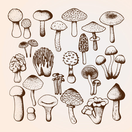 Vector sketch with mushroomsのイラスト素材