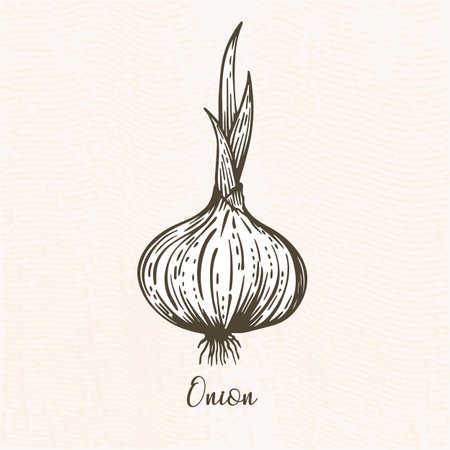 Onion vector illustrationのイラスト素材