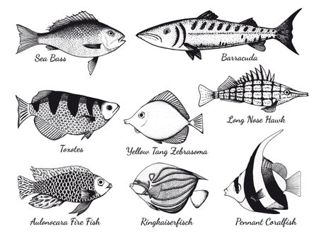 Vector set with graphic drawings of fish. Fish hand drawn.のイラスト素材