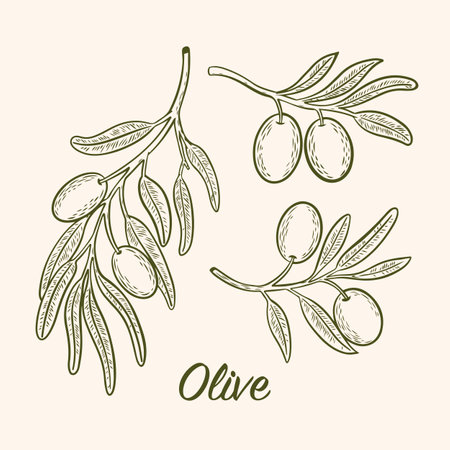 Vector drawing of olive tree branches with olives. Hand drawn olive tree branches. Twigs sketch drawing, engraving, line art for product packagingのイラスト素材