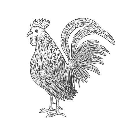 The rooster is painted in a vintage style. Rooster sketch isolated on white background. Engraving vector illustrationのイラスト素材