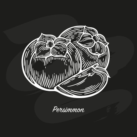 Persimmon drawn with a piece of chalk on a black board. Sketch drawing of Persimmon, Persimmon in retro style. Line drawing Persimmonのイラスト素材