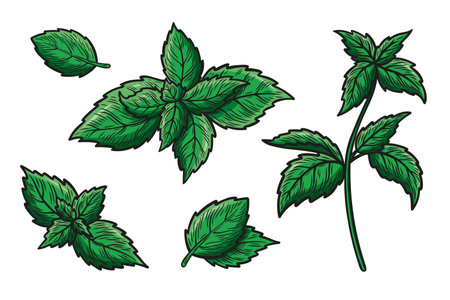 Set of illustrations with mint leaves and a branch. Hand drawn colored vector sketch of mint leaves. Engraved image.のイラスト素材