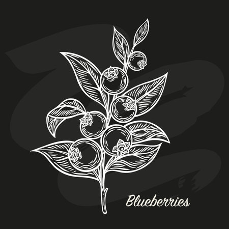 Sketch of Blueberry branch. Chalk drawing on the board. Blueberry branch in the style of line drawing.のイラスト素材