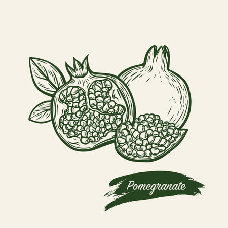 Engraving with a pomegranate fruit, a half and a piece. Pomegranate fruit in line drawing style.のイラスト素材