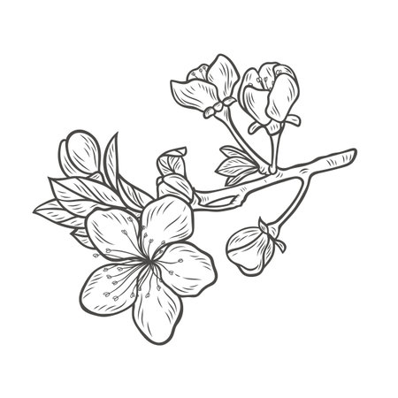 Sakura branch in engraving style. Branch with cherry blossoms and leaves on a white background.のイラスト素材