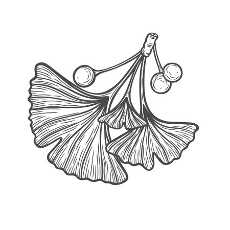 Ginkgo biloba branch with berries in engraving style. Sketch drawing of a branch with leaves.のイラスト素材