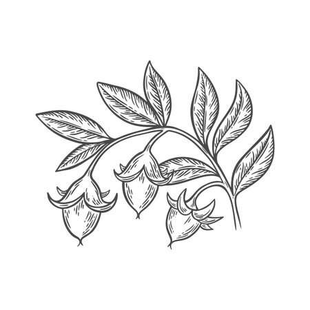 A branch with leaves and jojoba seeds. A branch of jojoba in the style of engraving. A line drawing of jojoba is great for packaging.のイラスト素材