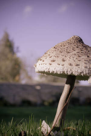 A close up shot of a huge mushroom in a castle grounds.の写真素材