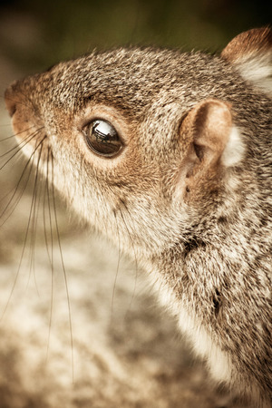 A close up of a squirrel in a park with the reflection of the photographer sat on a bench in its eye.の写真素材