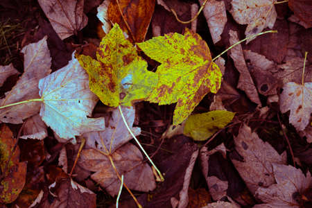 Autumnal Leaves Of Various Colours On The Ground, Close Upの写真素材