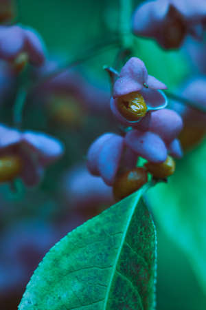 European Spindletree Close Up In Autumn While Flowering