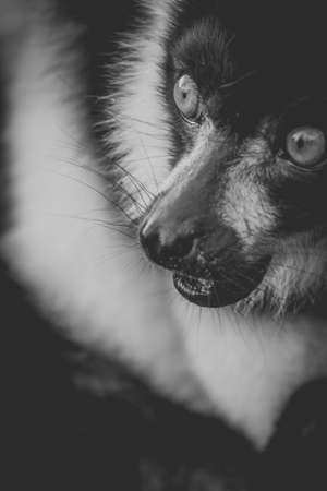 Black And White Ruffed Lemur Close Upの写真素材