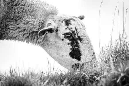 High Key Close Up Of A Sheep's Face, with sky in backgroundの写真素材