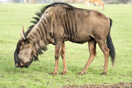 A Wildebeest Up Close With Grass Background, Side Onの写真素材