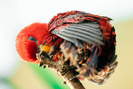 A Close Up Of A Red Parrot On A Branch, From Belowの写真素材