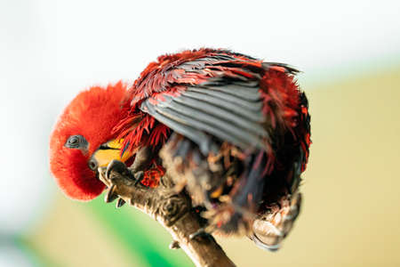 A Close Up Of A Red Parrot On A Branch, From Belowの写真素材