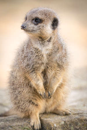A Meerkat Sitting On A Rock Looking Around At Sunset