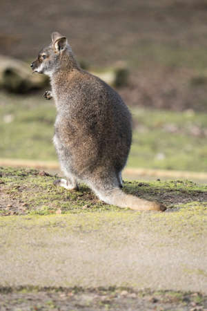A Wallaby Standing Looking Around From Behind, Portrait Orientation