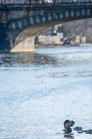 A Beaver By The River In Prague, Czech Republic