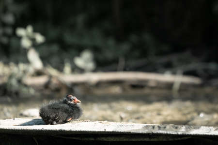 A Selective Focus Shot Of A Baby Common Moorhen, Landscape Orientationの写真素材