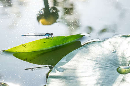 Close Up Of A Dragonfly On A Lily Pad In A Canal, Landscape Orientation