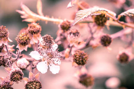 A Close Up Of A White Flower On A Blackberry Bush, Landscape Orientationの写真素材