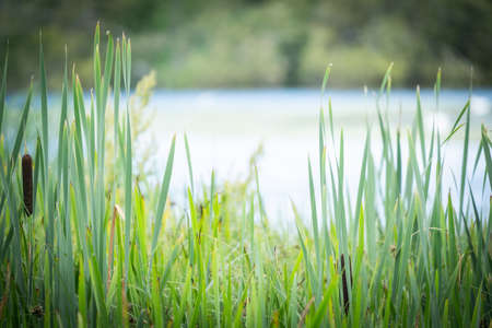 A Foreground Of Reeds With A Lake And Far Bank In The Background, Copy Spaceの写真素材