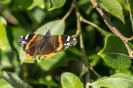 A Close Up Of A Red Admiral Butterfly, Landscape Orientationの写真素材