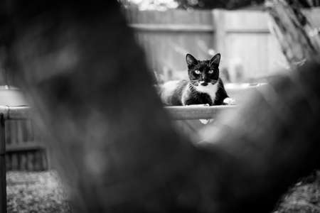 A Black And White Cat Napping On Its Paw In A Garden, Cute, Copy Spaceの写真素材