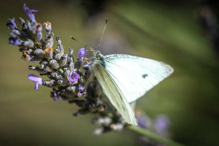 A Cabbage White Butterfly On Lavender, Landscape Orientation