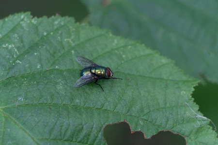 A Close Up Of A Blowfly On A Leaf, Landscape Orientation