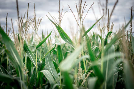 A Close Up Of A Corn Field And Cloudy Sky, Landscape Orientationの写真素材