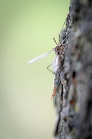 A Crane Fly, Or Daddy Long Legs On The Bark Of A Tree, Close Up, Portrait Orientationの写真素材