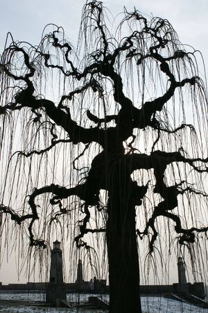 black treeの写真素材