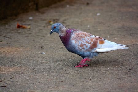 Walking pigeonの写真素材