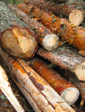 Heap of pinetree firewood in the forest