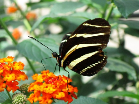 Butterfly suts on flower in zoo in Stuttgart, Germanyの写真素材