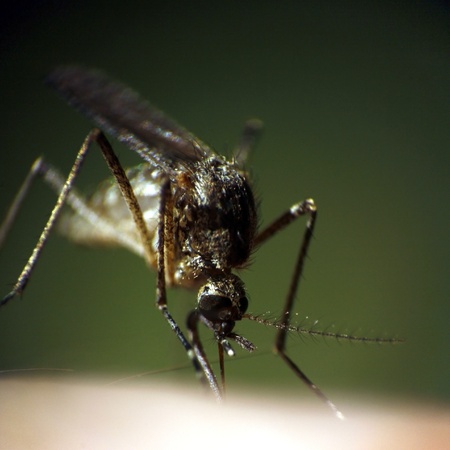Super macro photography of sucking mosquito at green backgroundの写真素材