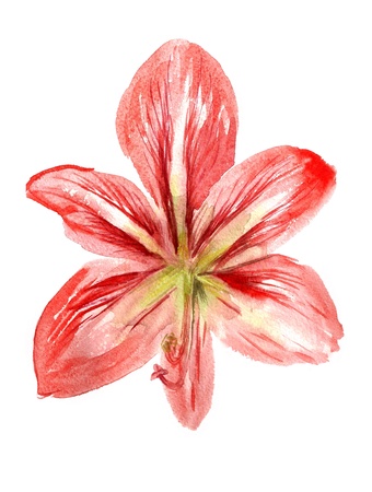 Watercolor image of red flower isolated on white backgroundの写真素材