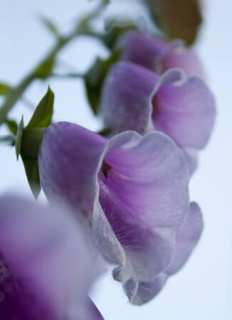 Close up flowers of foxglove against the skyの写真素材