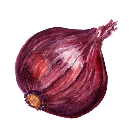 Watercolor image of red large onion isolated on white backgroundの写真素材