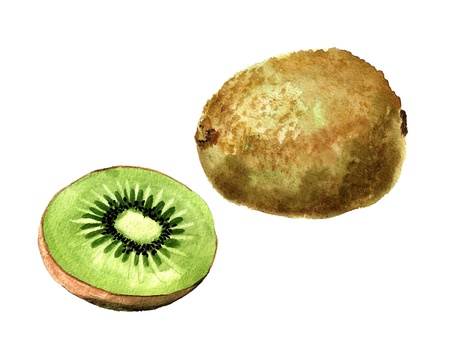 Watercolor image of whole kiwi fruit and half of kiwi fruitの写真素材
