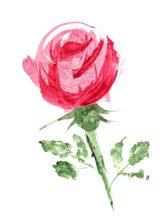Watercolor image of pink rose with stemの写真素材