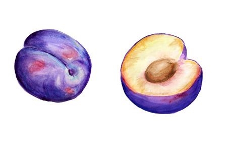 Watercolor image of whole plum and half of plumの写真素材