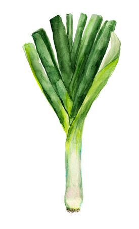 Watercolor image of green leek on white backgroundの写真素材