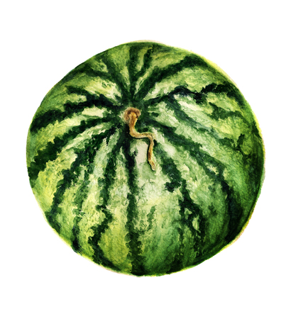 Watercolor image of watermelon on white backgroundの写真素材